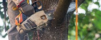 Best Tree Health Inspection  in Byron Center, MI