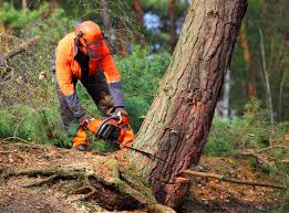 Best Emergency Tree Removal  in Byron Center, MI