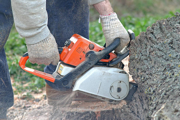 Trusted Byron Center, MI Tree Removal Services Experts