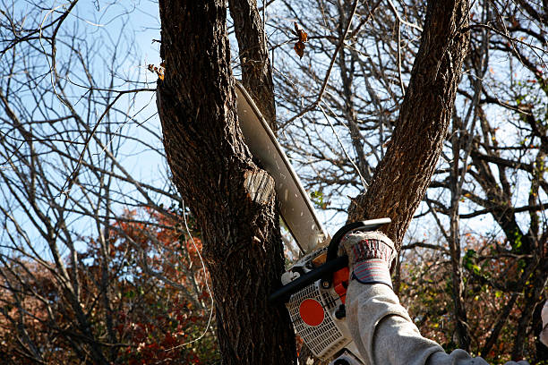 Tree and Shrub Care in Byron Center, MI