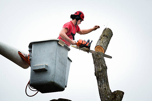 Seasonal Cleanup (Spring/Fall) in Byron Center, MI