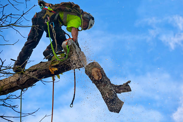  Byron Center, MI Tree Removal Services Pros